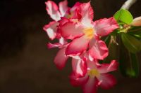 12 เมล็ด เมล็ดพันธุ์ ชวนชม สายพันธุ์ไต้หวัน ดอกชั้นเดียว Adenium seed กุหลาบทะเลทราย Desert Rose ราชินีบอนไซ อัตรางอก 80-90% มีคู่มือการปลูก