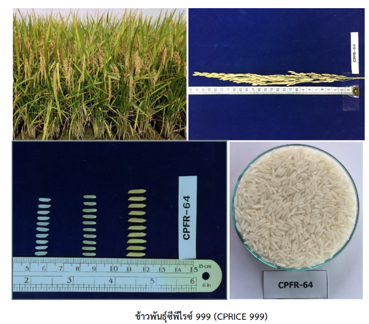 ซีพีไรซ์-999-cprice-999-พันธุ์ข้าวเจ้าหอม-ซีพีไรซ์999-ตราดอกมะลิ-บรรจุ-20-กก