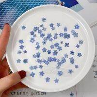 20PCS Mini Dont Forget Me True Dry Flower Embossing Bag Plant ins Popular Nail Dropping Glue Jewelry Embossed DIY Material