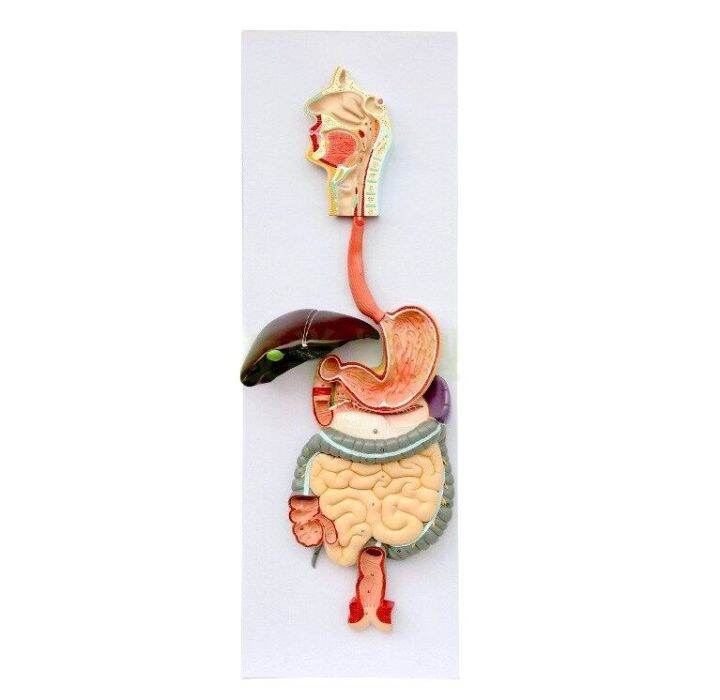 Digestive System Model/Digestive Gland Demonstration Teaching/Oral ...