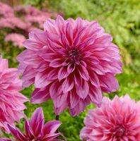 1 หัว/ออเดอร์ รักเร่ Dahlia Bulb สายพันธุ์ Arthur Hambley หัวรักเร่ ดอกไม้ หัวหน่อ เหง้า นำเข้า เนเธอร์แลน หัวสดใหม่