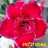 12 เมล็ด เมล็ดพันธุ์ ชวนชม สายพันธุ์ไต้หวัน ดอกสีแดง Adenium Seed กุหลาบทะเลทราย Desert Rose ราชินีบอนไซ อัตราการงอกสูง 80-90% มีคู่มือปลูก