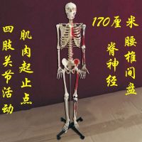 170 human body skeleton model simulation skeleton muscle load-point limbs activity art art medical joint toughness test