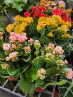 กุหลาบหิน กุหลาบหิน / กาลังโช (Kalanchoe) ในกระถาง4นิ้ว กุหลาบหินเป็นไม้มงคล เพื่อถือเคล็ด ว่าปลูกแล้ว จะร่ำรวยเช่น แดง ชมพู ส้ม เหลือง และขาว การขยายพันธุ์ : การเพาะเมล็ด การปักชำยอด และการปักชำใบ