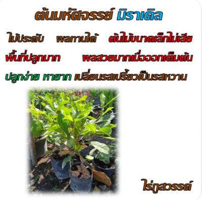 ต้นมหัศจรรย์ มิราเคิล อายุ 18 เดือน พร้อมติดผล ผลทานได้ ในถุงชำ 4 นิ้ว ต้นสูง 15 นิ้ว มหัศจรรย์ เปลี่ยนรสเปรี้ยวเป็นหวาน