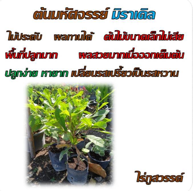 ต้นมหัศจรรย์-มิราเคิล-อายุ-18-เดือน-พร้อมติดผล-ผลทานได้-ในถุงชำ-4-นิ้ว-ต้นสูง-15-นิ้ว-มหัศจรรย์-เปลี่ยนรสเปรี้ยวเป็นหวาน