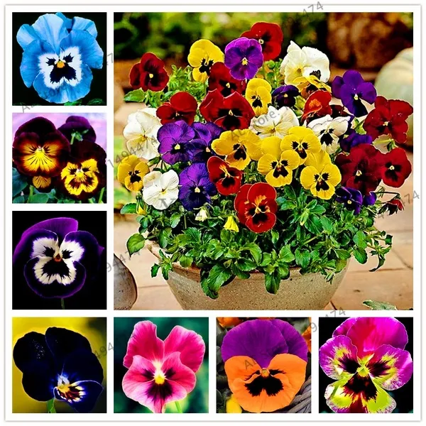 Philippines Ready Stock 100 Pcs Mexican Pansy Seeds Wavy Viola Tricolor  Flower Seeds Plants Live Tree