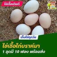 ไข่เชื้อไก่บราห์มา สำหรับการฟัก 10 ฟอง