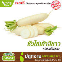 เมล็ดพันธุ์ หัวไชเท้าสีขาว 400เมล็ด อัตราการงอก95% (แถมฟรี!!!เมล็ดดอกทานตะวัน) ปลูกง่าย เมล็ดคุณภาพ เก็บไว้ได้1ปี