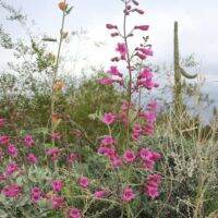 เมล็ดพันธุ์ เพนสตีมอน penstemon gentianoides beardtongue 200 เมล็ด เมล็ดพันธุ์นำเข้าจาก อังกฤษ