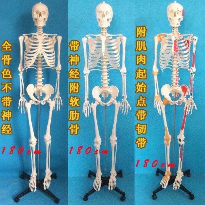 medical-human-skeleton-skeleton-model-small-45-85170-cm-medical-fine-arts-white-skeleton-teaching-yoga-body-ridge