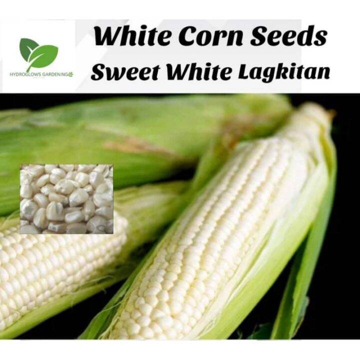 Linbeibei/ Mais Na Puti/White Corn LAGKITAN - 20pcs Seeds (1pack ...