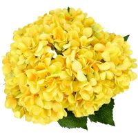 20 เมล็ด เมล็ดไฮเดรนเจีย Hydrangea Seeds สีเหลือง ไฮเดรนเยียสายพันธุ์ฝรั่งเศส ของแท้ 100% อัตรางอกสูง 70-80% มีคู่มือปลูก