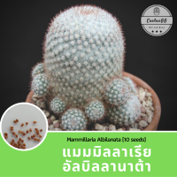 แมม อัลบิลลานาต้า Mammillaria Albilanata (10 เมล็ด)