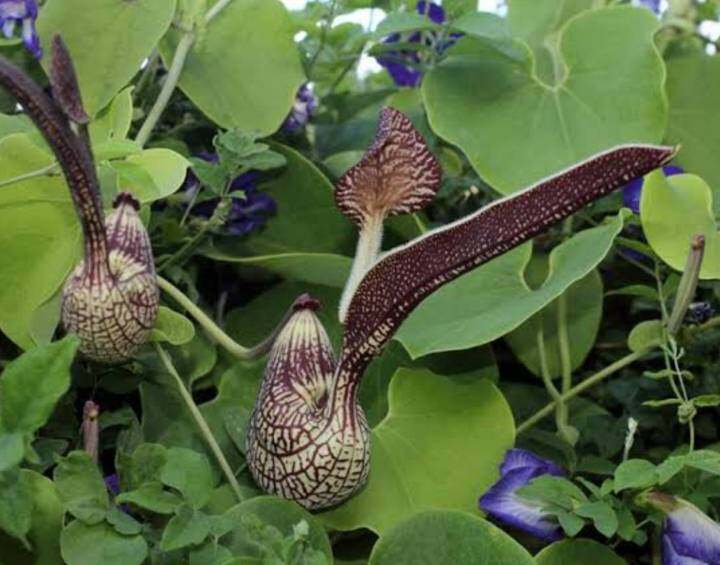 ไก่ฟ้าพญาลอ-เมล็ดพันธุ์ไก่ฟ้าพญาลอ-aristolochia-ringens-vahl-seed-ไม้มงคล-ค้าขายร่ำรวย-บรรจุ-5-เมล็ด-10-บาท