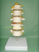 Section five lumbar spine models spine with neural model bone thoracic disc