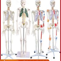 Human skeleton skeleton removable medical mini small body skeleton with muscle anatomy model toys furnishing articles