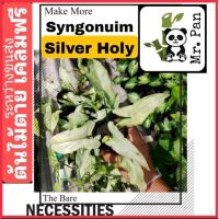 Nadthida Syngonium Silver Holy เงินไหลมา โฮลลี่ หรือ เงินศักสิทธิ์ syngonuim silver Holly 1 Nadtida ต้นไม้ตายระหว่างขนส่ง เคลมฟรี