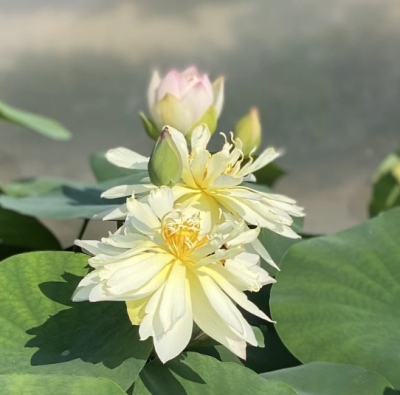 5 เมล็ด บัวนอก บัวนำเข้า บัวสายพันธุ์ Elegance Lotus สีขาว ครีม สวยงาม ปลูกในสภาพอากาศประเทศไทยได้ ขยายพันธุ์ง่าย เมล็ดสด