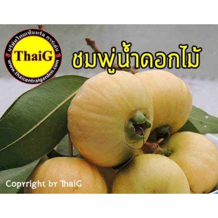 pro-โปรแน่น-ต้นชมพู่น้ำดอกไม้-ต้นชมพู่-ชมพู่โบราณ-หายาก-เพาะเมล็ด-หากเสียหายเครมฟรี-ไม่มีค่าใช้จ่าย-ราคาสุดคุ้ม-พรรณ-ไม้-น้ำ-พรรณ-ไม้-ทุก-ชนิด-พรรณ-ไม้-น้ำ-สวยงาม-พรรณ-ไม้-มงคล