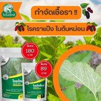 กำจัดเชื้อรา สาเหตุของโรคราแป้ง ในต้นหม่อน ไตรโคเดอร์มา ไตรโคเร็กซ์ ปลอดภัยต่อคนและสัตว์เลี้ยง 100%