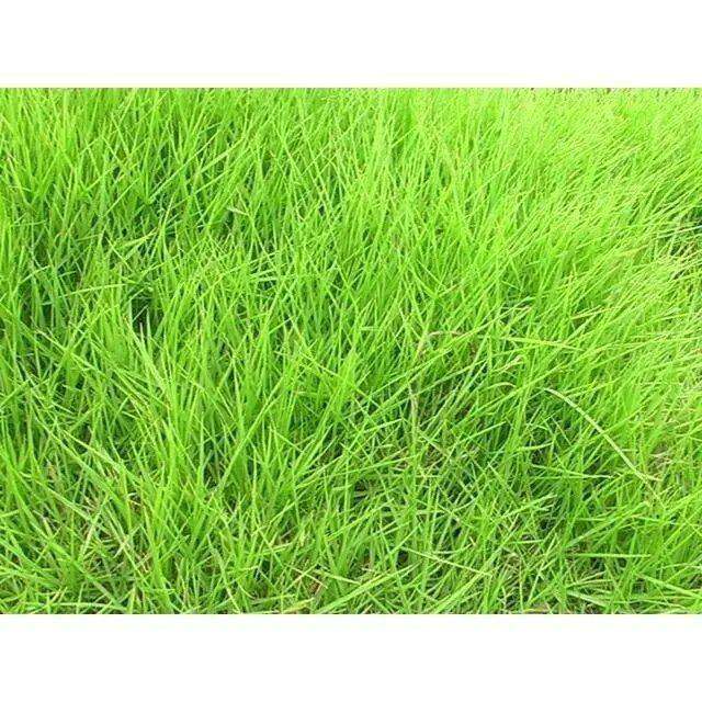 Taiwan 2 lawn seed thin leaf zoysia japonica CaoZhongZi dwarf sijiqing