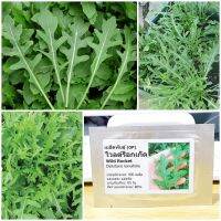 เมล็ดพันธุ์ ไวลด์ร็อกเก็ต (Wild Rocket Seed) 400 เมล็ด คุณภาพดี ราคาถูก ของแท้