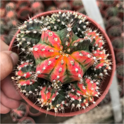 (caimd) กระบองเพชร แคคตัส cacuts Gymnocalycium "Multicolor Variegated" /ยิมโนคาไลเซียม มัลติโคเลอร์ ,ยิมโนเรนโบว์,ยิมโน7ส