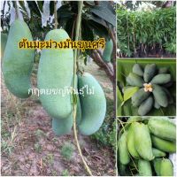 HOTอันดับ1 ต้นมะม่วงมันขุนศรี 80cm พันธุ์แท้ มะม่วงมันกินอร่อยกิ่งทาบ ส่งทั่วไทย ต้นไม้ ฟอก อากาศ กระถาง ต้นไม้ ไม้ ประดับ ต้นไม้ ปลูก ใน บ้าน