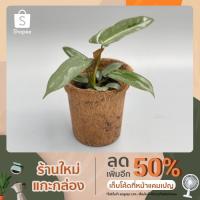 (promotion++) ฟิโลก้านน้ำตาล Philodendron atabapoense 400 g. สุดคุ้มม ต้นไม้ ฟอก อากาศ กระถาง ต้นไม้ ไม้ ประดับ ต้นไม้ ปลูก ใน บ้าน