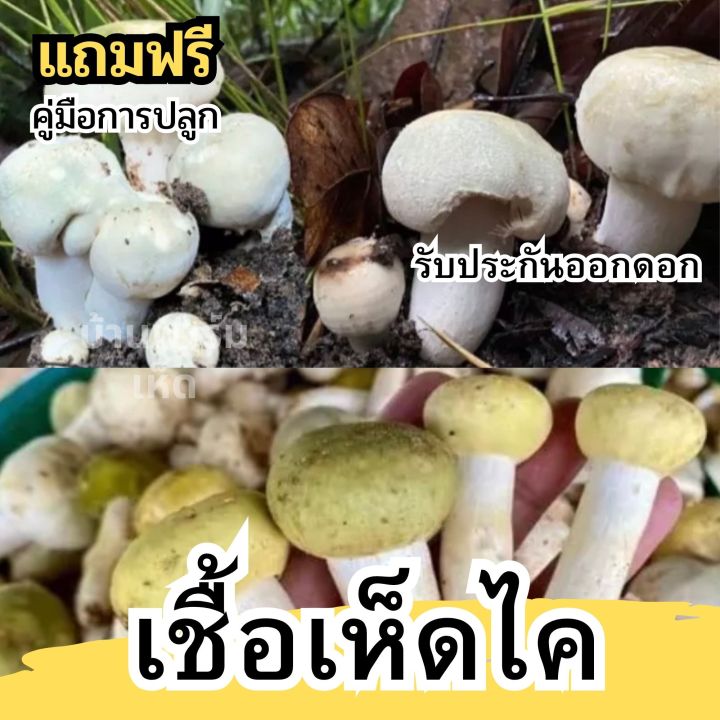 เชื้อเห็ดไค-เชื้อเห็ด-แบบผงเข้มข้น-ผลิตจากดอกแก่100-ผสมรำอ่อน-รับประกันออกดอก