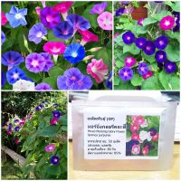 เมล็ดพันธุ์ มอร์นิ่งกลอรีคละสี (Mixed Morning Glory Flower Seed) 50 เมล็ด คุณภาพดี ราคาถูก ของแท้