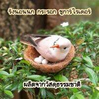 รังนก  ผลิตจากวัสดุธรรมชาติ มี 4 ขนาด