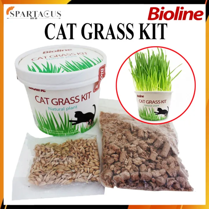 Bioline Cat Grass Kit Natural CAT GRASS Seeds 12g Lazada PH