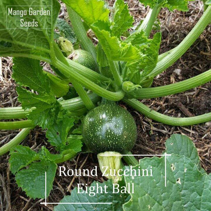 *Rare* Eight Ball Zucchini Seeds 50 seeds (not live plants) Lazada PH