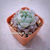 Haworthia Cymbiformis IB15112 บัวชมพู A083