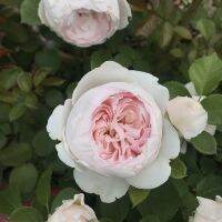 20 เมล็ด กุหลาบ นำเข้า Modern Bush Rose Seeds สายพันธุ์ Earth Angel ดอกไม้สีชมพู