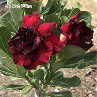 12 เมล็ด เมล็ดพันธุ์ ชวนชม Desert Rose สายพันธุ์ไต้หวัน ดอกสีแดง Adenium Seed  กุหลาบทะเลทราย Desert Rose ราชินีบอนไซ  อัตราการงอก 80-90% มีคู่มือปลูก