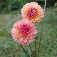 20 เมล็ดพันธุ์ รักเร่ Dahlia Seeds สายพันธุ์ SEBASTIAN สีส้ม รักเร่ รักแรกพบ ดอกไม้แห่งมิตรภาพ ความรักเริ่มต้น เพาะเลี้ยงง่าย ตั้งโต๊ะทำงาน