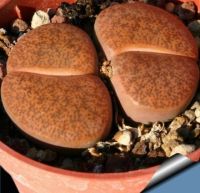 10 เมล็ด ไลทอป กระบองเพชร ไม้อวบน้ำ กุหลาบหิน แคคตัส Living Stones Lithops เมล็ดใหม่ สายพันธุ์ lesliei C005