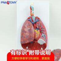 Natural big human laryngeal cardiopulmonary model cardiac pulmonary bronchial anatomy respiratory throat detachable teaching