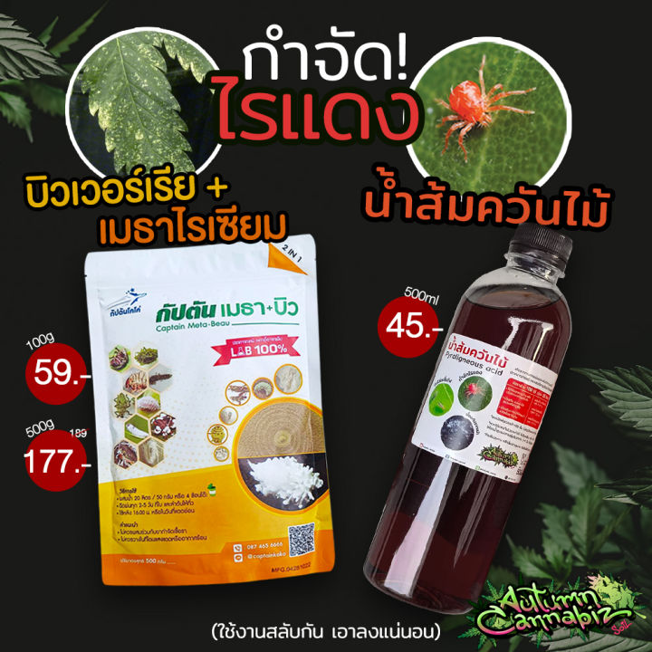 ส่งฟรี-บิวเวอร์เรีย-เมธาไรเซียม-เชื้อราดี-ชนิดผง-100กรัม-metharisium-amp-beauveria-กำจัดไรแดง-เพลี้ย-และแมลง-ปลอดภัย-100