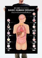 โปสเตอร์อวัยวะภายในของมนุษย์ขั้นพื้นฐาน 3 ภาษา: ดำ Basic Human Organs Trilingual: Black