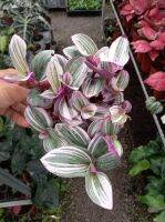 ก้านปูหลุด Tradescantia zebrina Bosse กระถาง 4 นิ้ว