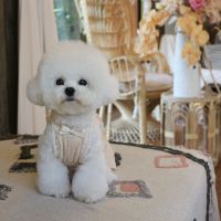 INS Korea spring and summer new lace sling Bichon Teddy dog skirt cotton pet clothes dress to send lace hairpin