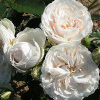 20 เมล็ด กุหลาบ นำเข้า Renaissance Rose Seeds สายพันธุ์ Susan ดอกไม้สีขาว