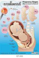 INTOP By OST Plastic Poster Pregnancy Stages พัฒนาการของทารกในครรภ์ : 50x70 Cm #EP-083