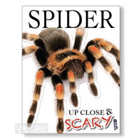 UP CLOSE &amp; SCARY : SPIDER BY DKTODAY