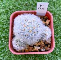 Mammilaria Carminae albiflora แมมคามิเน่สีขาว M001