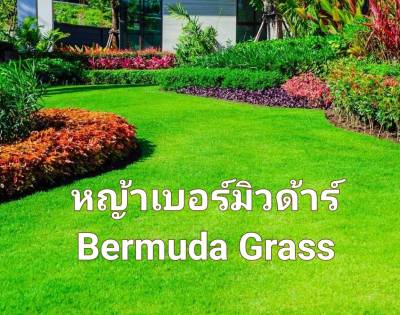 หญ้าเบอร์มิวด้า Bermuda Grass Seeds เมล็ดพันธุ์หญ้าเบอร์มิวด้า บรรจุ 3 กรัม